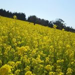 菜の花満開、春うらら♪