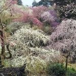 ただいま、梅の花火が満開です♪