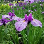 あの日から、花菖蒲は“祖母の花”になりました。