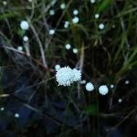 秋の草花、そしてInstagram始めました♪