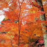 いよいよ、紅葉が見頃となりました♪