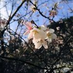 季節外れの桜に会いたくて･･･。