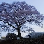 牛代(うしんしろ)の水目桜