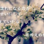 【自作短歌】ずぶ濡れになるのを君のせいにして震えていたら花冷えのせい　(朝倉冴希)