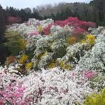 豊田市上中町・しだれ桃の里