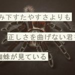 【自作短歌】飲み下すたやすさよりも正しさを曲げない君を蜘蛛が見ている　(朝倉冴希)