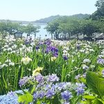 田原市・初立池公園のしょうぶ園の花菖蒲