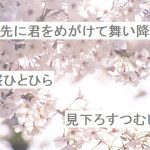 【自作短歌】真っ先に君をめがけて舞い降りた桜ひとひら見下ろすつむじ　(朝倉冴希)