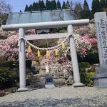 浜松市・奥山　桜めぐり2019　