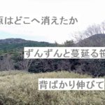 【自作短歌】葦原はどこへ消えたか  ずんずんと蔓延る笹は背ばかり伸びて　(朝倉冴希)