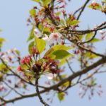 【今日の短歌】さくらさくらさくら咲き初そめ咲き終わりなにもなかったような公園　(俵万智)