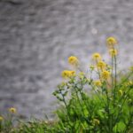 【今日の短歌】菜種梅雨やさしき言葉持つ国を歩む一人のスローモーション　(俵万智)