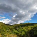 【今日の短歌】いかにせむ山の青葉になるままに遠ざかりゆく花の姿を　(俊恵)