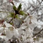 【今日の短歌】雨降れば色去りやすき花桜薄き心も我思はなくに　(紀貫之)