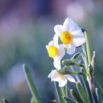 【今日の短歌】真中の小さき黄色のさかづきに甘き香もれる水仙の花　(木下利玄)