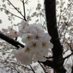 【今日の短歌】紅に深くにほへる桜花雨さへ降りて色を染めける　(詠み人知らず)