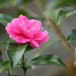 【今日の短歌】静かなる雨に散りたる山茶花の踏まれやすきを踏むなりわれも　(伊藤一彦)