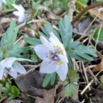 【今日の短歌】林床の落葉や小石押しのけて節分草の芽は出るという　(前田康子)