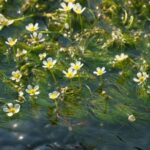 【今日の短歌】清流にひそやかに咲く梅花藻の喪のひとの顔しろくうつむく（桑原正紀）