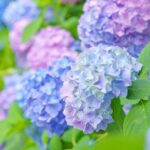 【今日の短歌】美しき球の透視をゆめむべくあぢさゐの花あまた咲きたり（葛原妙子）