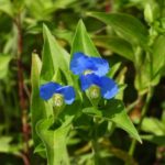 【今日の短歌】梅雨さりぬ先づはなだ草初夏の瞳を上げてよろこびを云ふ（与謝野晶子）