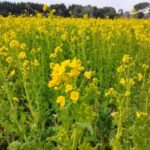 【今日の短歌】たましひはここに遊ぶと菜の花のうすらあかりの黄のひとうねり　（雨宮雅子）