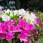【今日の短歌】曇る日のとある路上の植込みのつつじの花のしめりに触れつ（阿木津英）