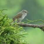【今日の短歌】ほととぎす鳴きつる方を眺むればただ有明の月ぞのこれる（後徳大寺左大臣）　