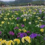 【今日の短歌】むらさきと白と菖蒲は池に居ぬこころ解けたるまじらひもせで 　（与謝野晶子）