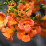 【今日の短歌】まだ夏に追いついていない あちら側より垂れ下がるノウゼンカズラ（前田康子）