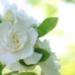 【今日の短歌】誰もかくあらまほしけれこの花のいはぬに人のなほもめづらん（樋口一葉）