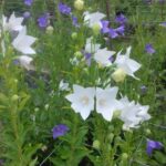 【今日の短歌】星よりも星のかたちに咲く桔梗花もめしべも五つに裂けて（俵万智）